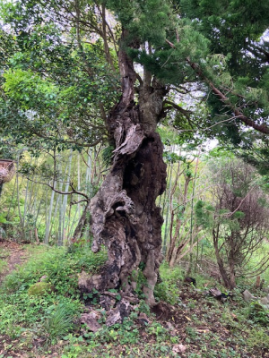 image (33) (2).png